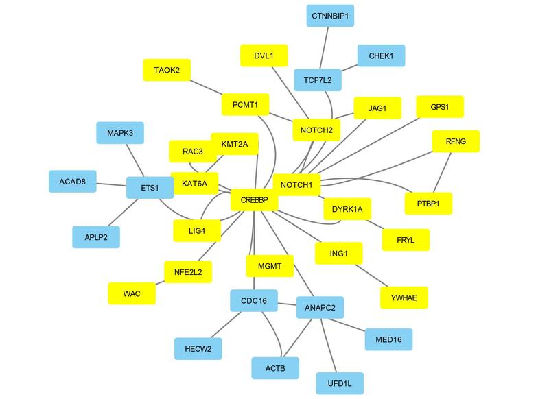 Veränderungen im NOTCH1-Signalweg  sind an einer Herzfehlbildung beteiligt. Abbildung erstellt mit Cytoscape Version 3.8.2 (Shannon et al., 2003)