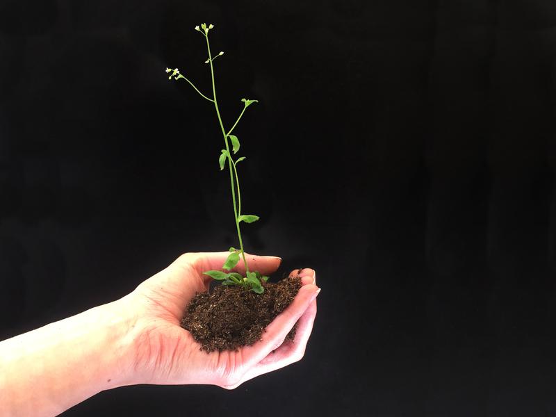 Arabidopsis thaliana, a plant in which the researchers detected the new mechanism. 