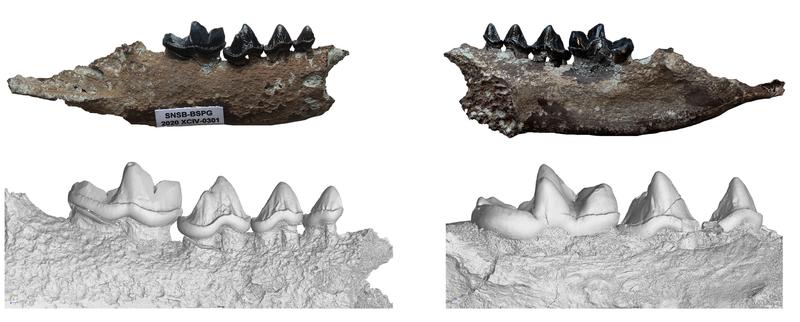 Der Unterkiefer des neuen Otters, Vishnuonyx neptuni, mit einer Detailaufnahme seiner Zähne in einem 3D-Modell, aufgenommen durch einen Mikro-CT Scanner.