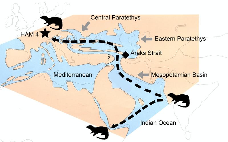 Die Ausbreitung der Otter Vishnuonyx vom Indischen Subkontinent nach Afrika und Europa vor etwa 13 Millionen Jahren. Der Stern (HAM 4) zeigt die Position der Fundstelle Hammerschmiede.