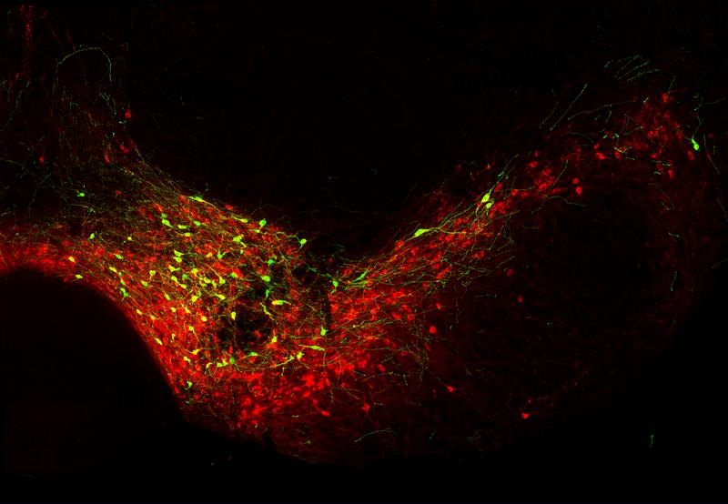 Dopaminergic neurons in the midbrain of a mouse (red): Neurons producing the transcription factor BCL11A appear in green. 
