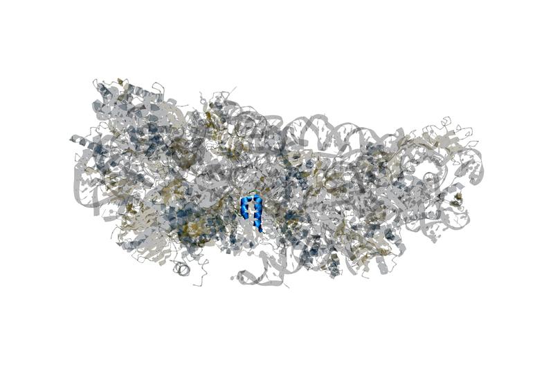 Structure of the SARS-CoV-2 protein NSP1 (blue) in complex with a host ribosome (grey). NSP1 blocks the translation of host mRNA in infected cells.