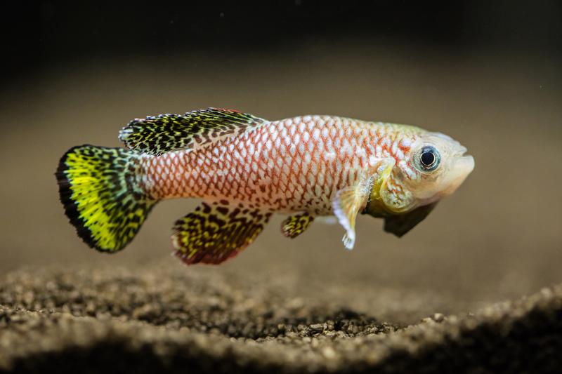 With a lifespan of 3-4 months, the Turquoise killifish (Nothobranchius furzeri) is the shortest-lived vertebrate that can be kept under laboratory conditions.
