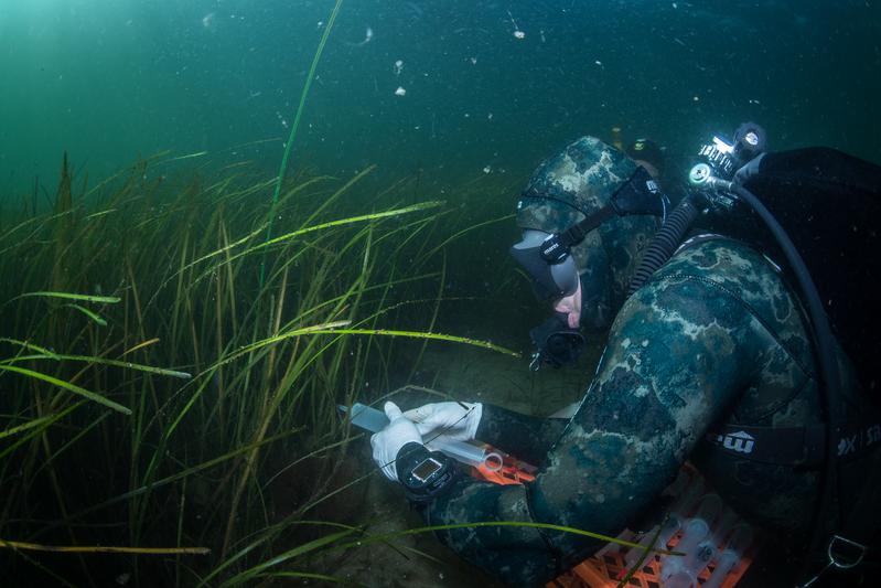 Taucher nehmen Wasserproben in einer Seegraswiese