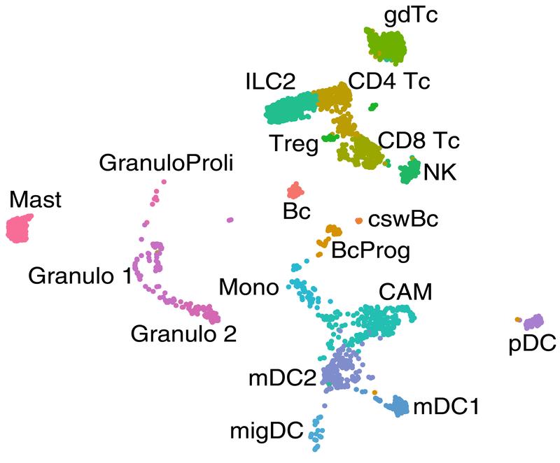 Different types of white blood cells found in the outer layer of the meninges of mice. Examining around 3,000 cells, scientists analysed which genes are active in every single cell and identified 19 different cell types.