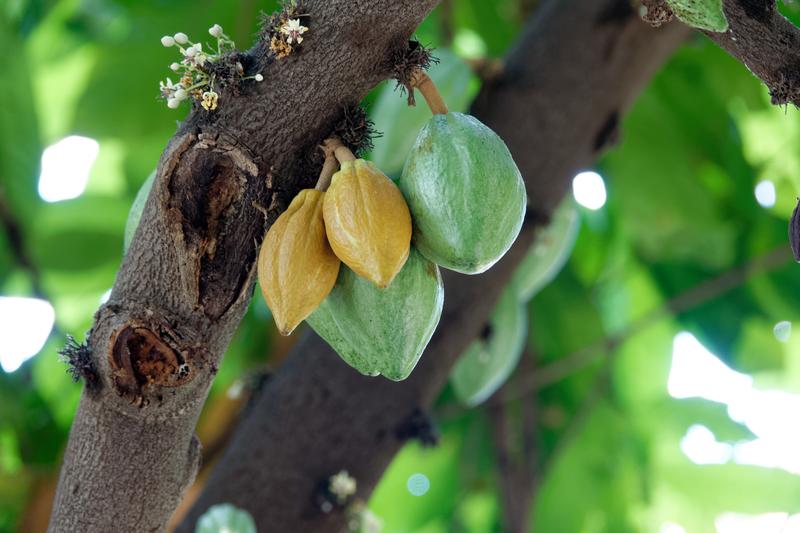 The cocoa samples examined in the study came from Africa, Asia, Australia and the Pacific region, as well as from North, Central, and South America.