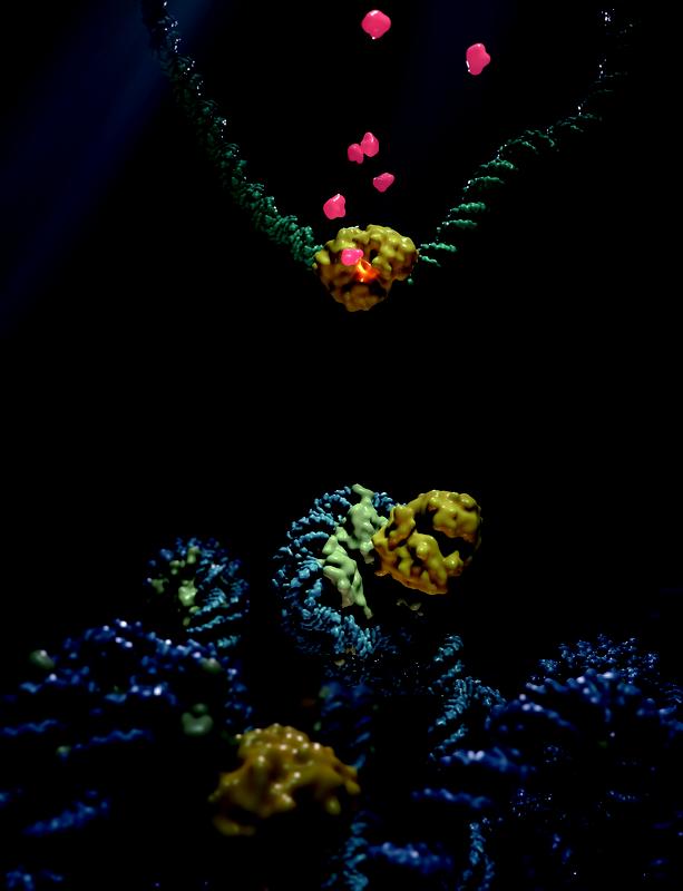  Der DNA-Sensor cGAS (gelb) wird bei der Bindung von defekter oder fremder DNA aktiviert und produziert ein starkes immunstimulierendes Molekül (rot).