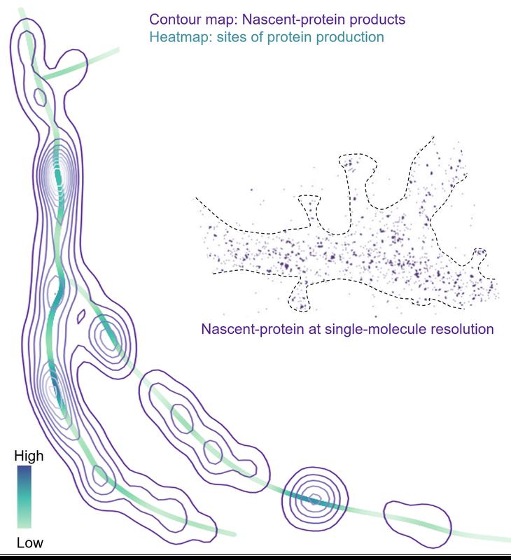 The landscape of neuronal protein production (heatmap) and distribution (contour map) resembles a regional rain/weather map (left).Visualization of newly-synthesized proteins at single-molecule resolution (right).