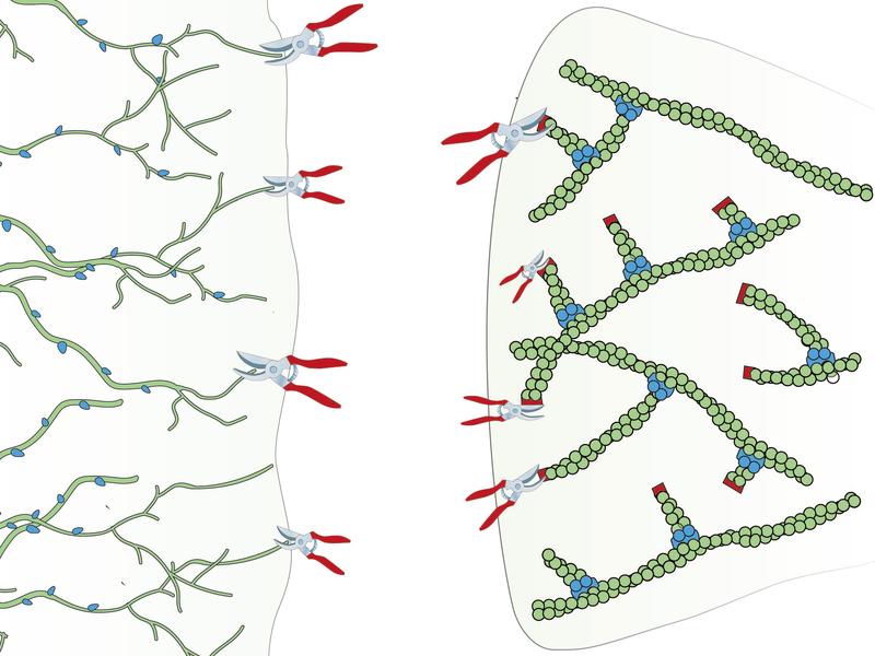 Heckenpflege in der Zelle: Wie man das Zytoskelett (Hecke) ordentlich und verzweigt hält