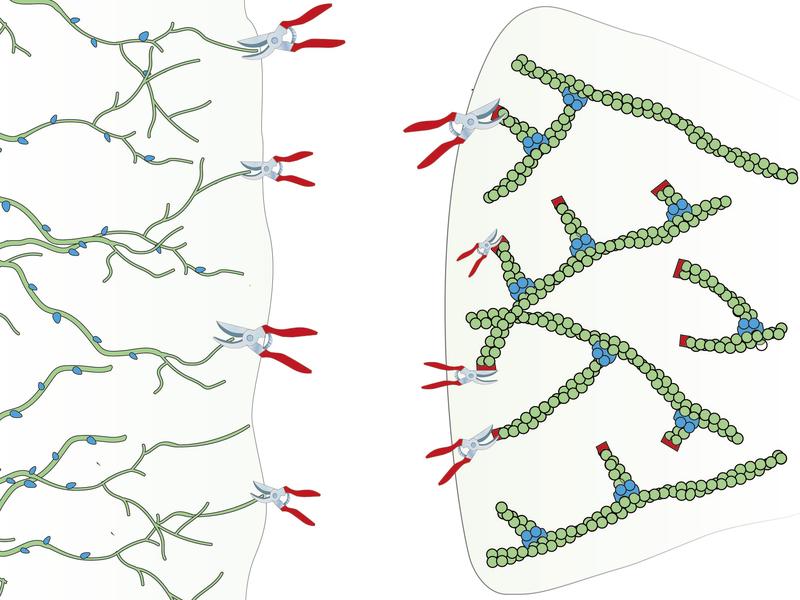 Much like proper hedge pruning (left), capping (red) of old actin filaments (green) by the capping protein leads to the production (budding, blue) of new, branched actin filaments (right).