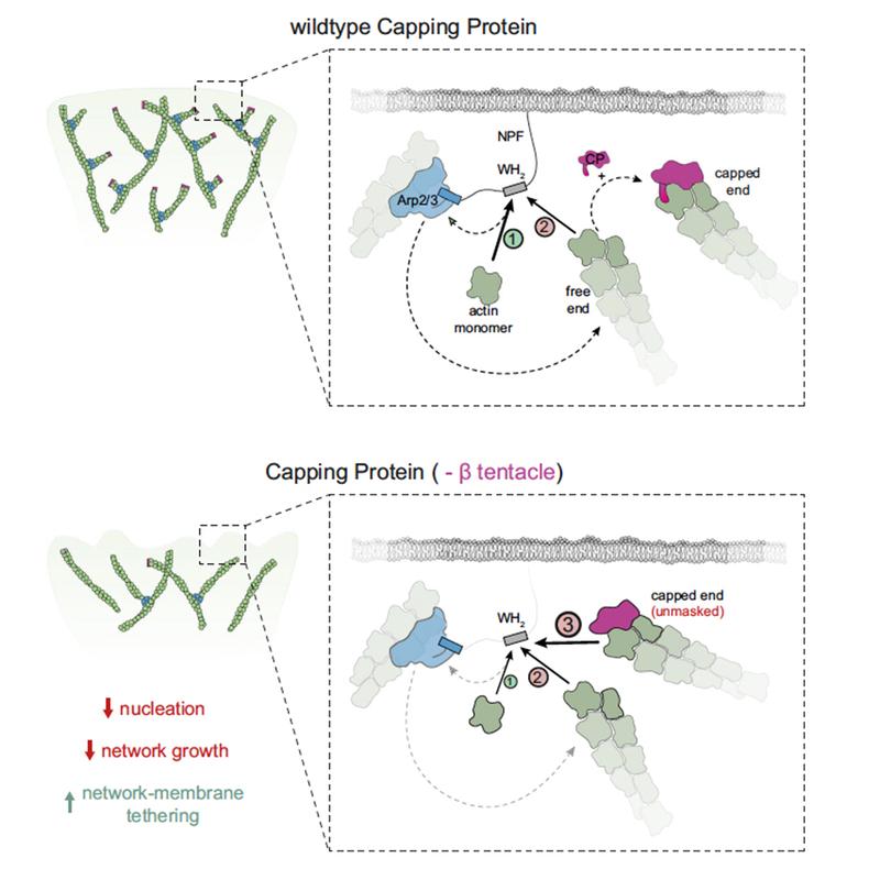 Mechanism regulating the production of new actin filaments