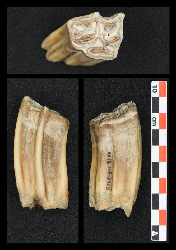 Hochkronige Pferdezähne wurden auf die Sauerstoffisotopenzusammensetzung des Zahnschmelzes hin untersucht, um Sommer- und Wintertemperaturen während des Lebens dieses Tieres zu rekonstruieren.