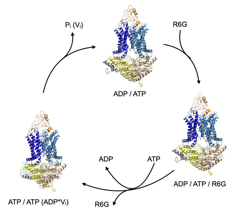 Transport cycle of ABC transporter Pdr5 (orange / blue / yellow). It completes the cycle by means of binding and hydrolysis of ATP to ADP. The substrate R6G (green) is bound at a certain point in the cycle and released again in a subsequent step.