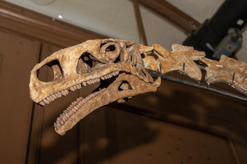 Plateosaurier-Skelett (Kopf)