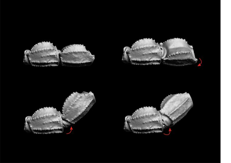 3-D-Rekonstruktion des Skorpionschwanzes. 