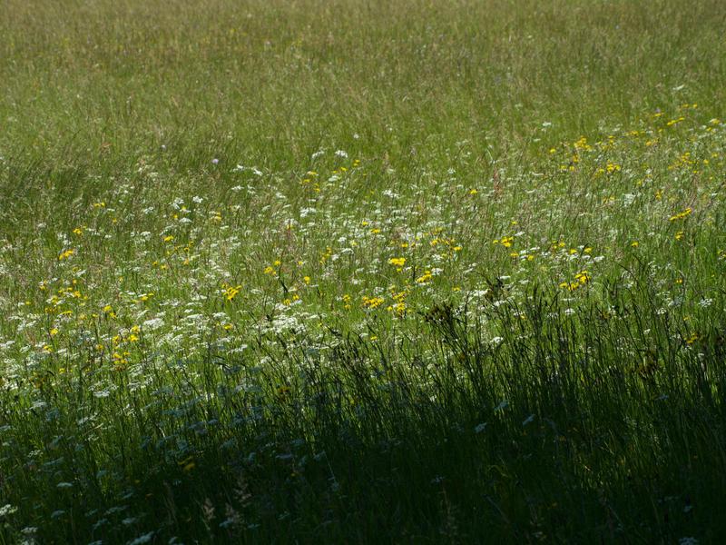 Graslandschaften nehmen etwa 40 Prozent der Landoberfläche der Erde und rund 69 Prozent der landwirtschaftlichen Nutzfläche ein. 