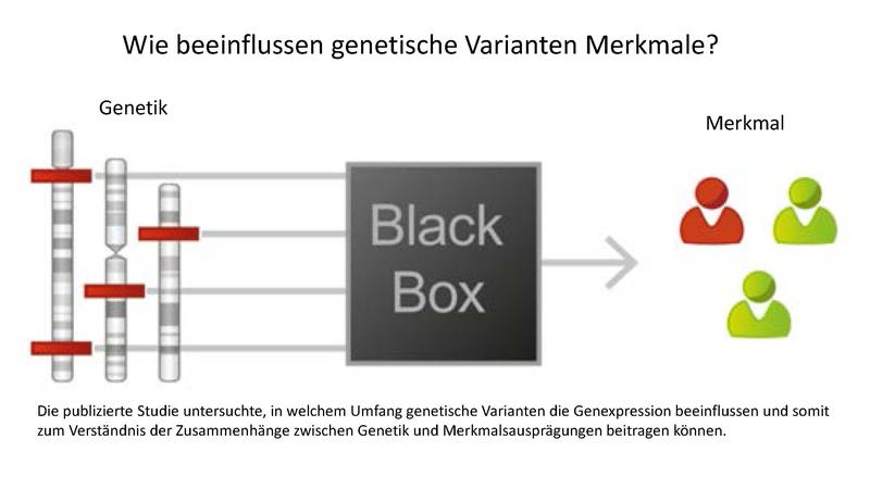 How do genetic variants influence traits?