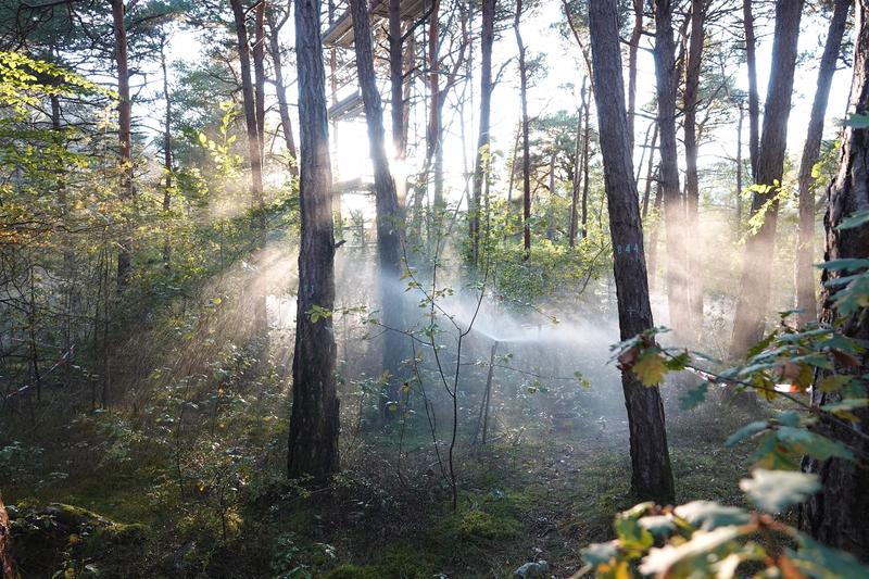 Sprinkler bewässern eine der Parzellen in der Waldforschungsfläche Pfynwald im Wallis. 