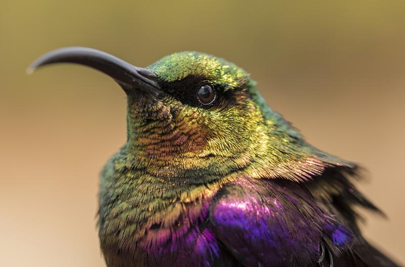 Nektarvögel haben eine wichtige Funktion im Ökosystem, indem sie Pflanzen bestäuben