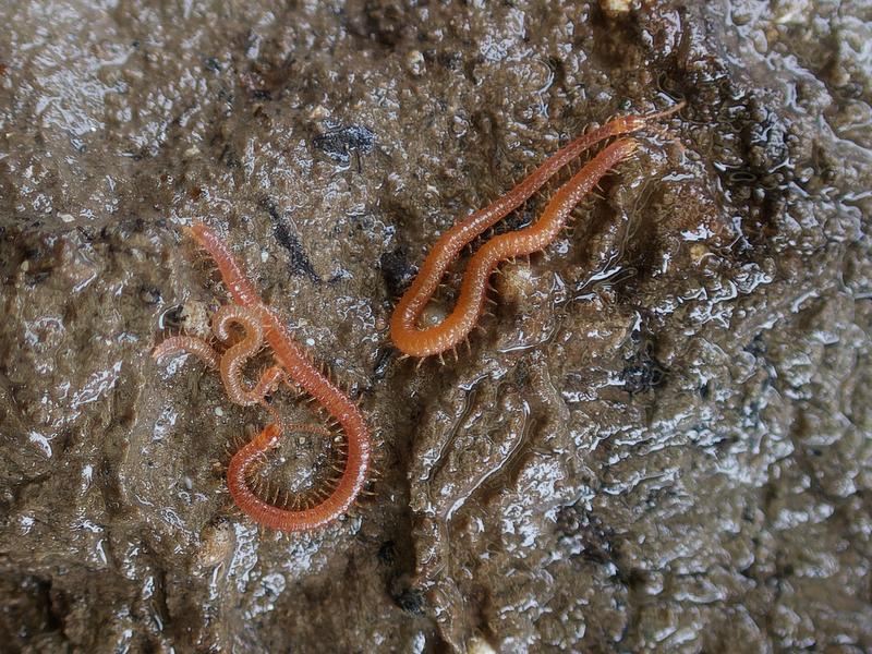 Der Meeres-Hundertfüßer Strigamia maritima galt lange Zeit als verschollen. Er ist 20-40 mm lang und lebt an der Küste in Strandnähe im Gezeitenbereich. 