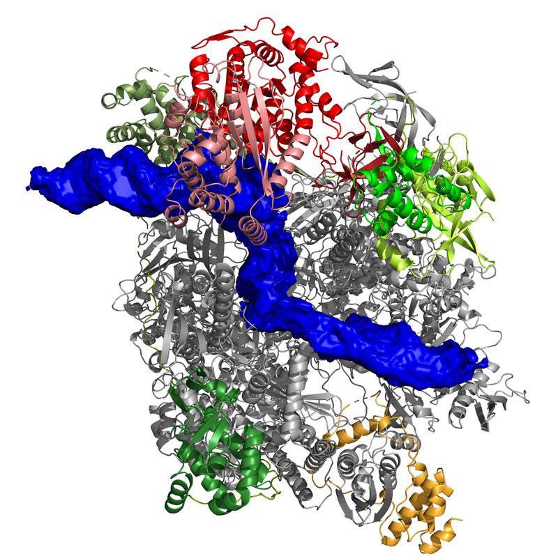 Struktur der Pockenvirus-Polymerase im frühen Stadium der Transkription. Die gebundene DNA ist in blau dargestellt.