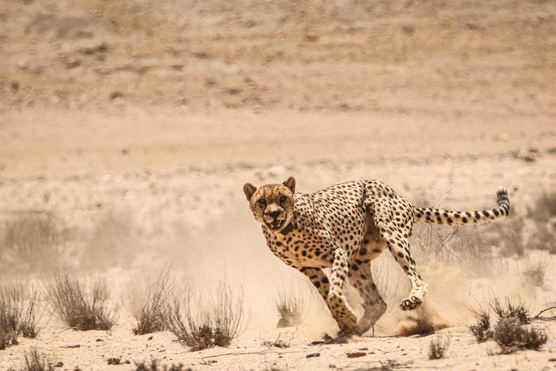 Collared cheetah in the Namib Desert