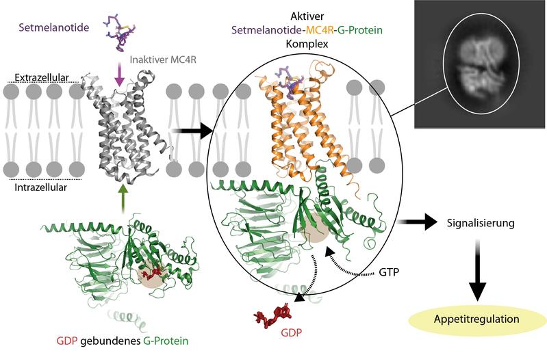 Aktivierung des G-Protein-gekoppelten Rezeptors MC4R – hier durch den Wirkstoff Setmelanotide. Die abgebildete Interaktion des G-Proteins mit dem Rezeptor zeigt, wie das Hormon im Zusammenspiel mit dem Rezeptor das G-protein aktiviert.