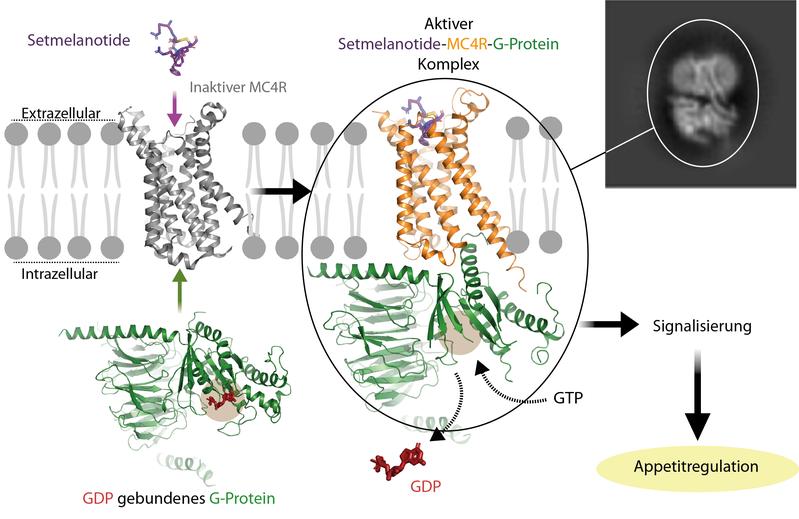 Activation of the G-protein-coupled MC4R receptor by the drug setmelanotide. The image shows how the hormone combines with the receptor to activate the G-protein. The receptor then causes the GDP nucleotide to split from the G-protein.