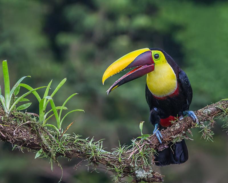 In den Tropen Südamerikas ist die Artenvielfalt viel höher als in Afrika - im Bild ein Swainson-Tukan