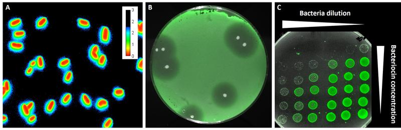 Fluoreszierende Sensorbakterien, helfen den Forschenden dabei, antimikrobielle Peptide wie Bacteriocine zu detektieren. Die Fluoreszenzmikroskopischen Aufnahmen zeigen einzelne Bakterien (A) bzw. Kulturen auf Agarplatten (B und C). 