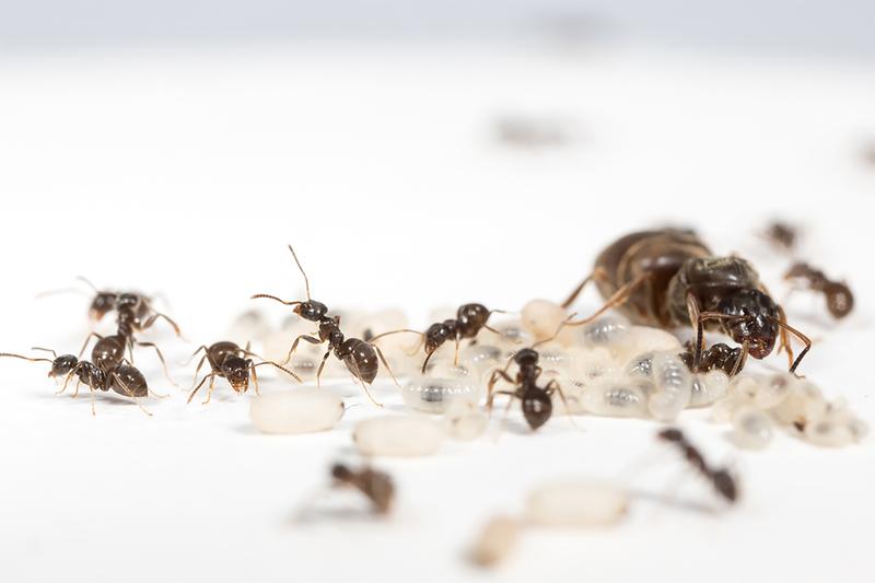 Königin, Arbeiterinnen und Larven der Schwarzen Wegameise Lasius niger