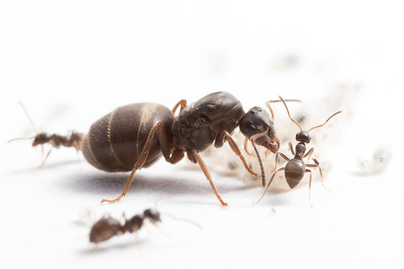 Queen, workers, and larvae of the common black ant Lasius niger