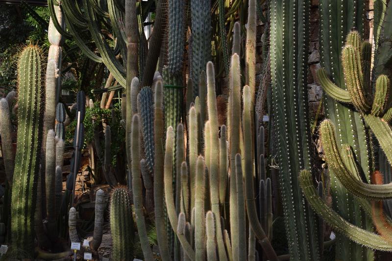 Kakteengewächshaus Botanischer Garten Berlin, Innenansicht