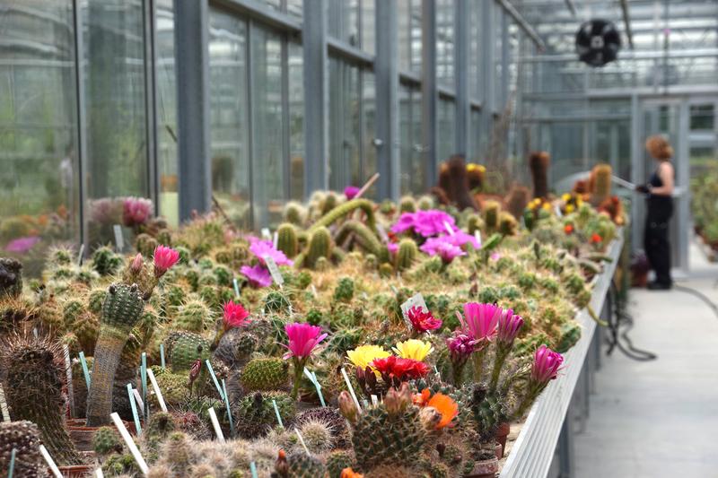 Anzuchtshaus Botanischer Garten Berlin, Innenansicht