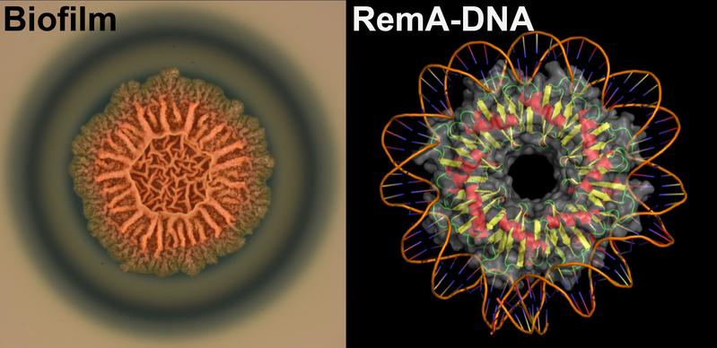 Das Bakterium Bacillus subtilis bildet Biofilme (links), wobei das Protein RemA (rechts) die beteiligten genetischen Prozesse steuert; das Modell zeigt RemA mit aufgewickelter DNA. 