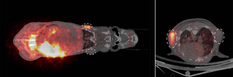 PET-Bildgebung von Tumoren (gestrichelte Kreise) bei einer Maus (rechts im Querschnitt) mithilfe eines neuen radioaktiven Substrats. Tumorzellen, die ein SNAP-tag-Enzym bilden, nahmen die Radioaktivität auf (orange), Zellen ohne dieses Enzym nicht.