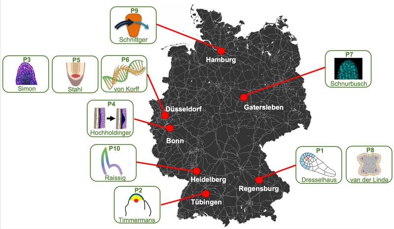 In 10 Teilprojekten an sieben Standorten in Deutschland sollen in den nächsten acht Jahren Stamzellsysteme bei Mais, Gerste und dem Modellgras Brachypodium untersucht werden. 