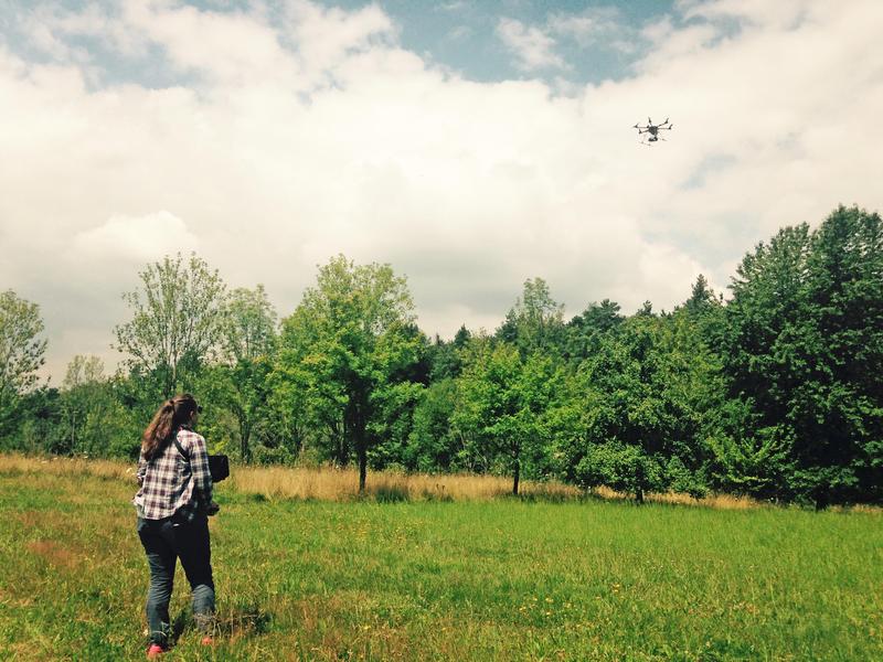 As part of the project, the researchers will also use drones to inspect tree crowns in ash plantations used for seed production in order to document the vitality of the ash trees.