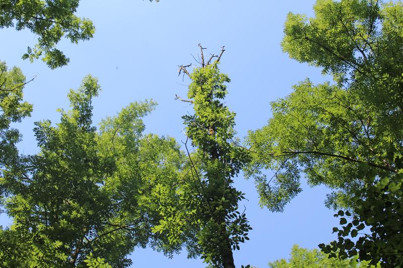 Trees affected by ash dieback initially show wilted and discolored leaves and shoots, then the crowns become bare. Even if the weakened trees are not attacked by further pests, they perish within a few years. 
