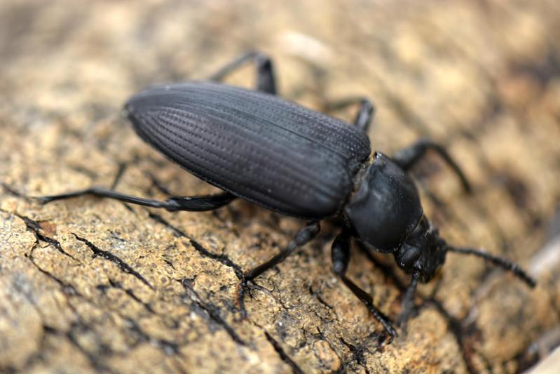 Der Große Schwarzkäfer (Zophobas morio) bewegt seine Kniegelenke ohne große Verschleißerscheinungen.