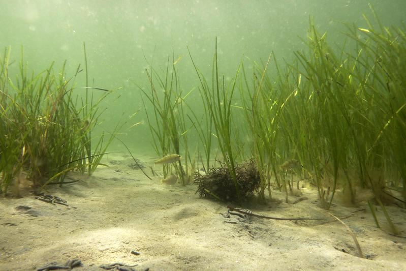 Many marine organisms, for example sea grasses in the Baltic sea, reproduce by forming clones. Their genetic information consists of a mosaic of original and newly acquired genes.
