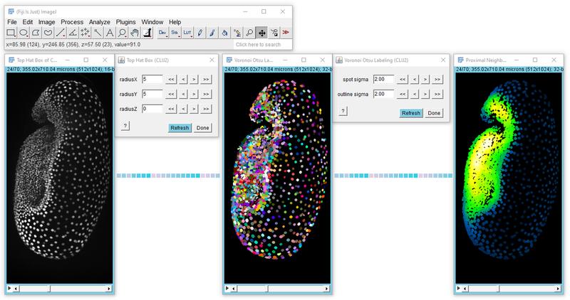 Beetle embryos