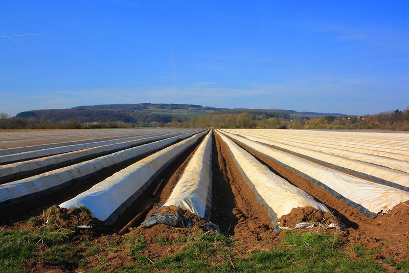 Mit Mulchfolien kontrollieren Landwirte Unkrautwachstum und Bodentemperatur. 