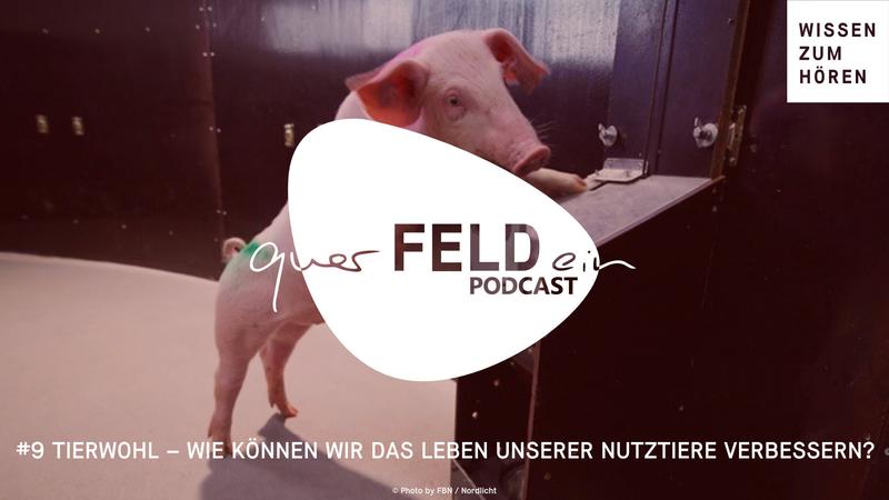 In Folge #9 des querFELDein-Podcasts sprechen Johann und Julia mit ihrem Gast, Prof. Birger Puppe vom Forschungsinstitut für Nutztierbiologie (FBN) über Tierwohl.