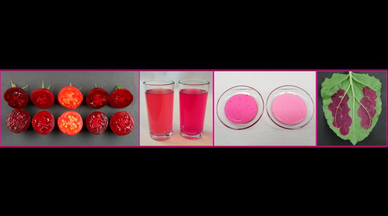 Erste Experimente zum Färben von Joghurt und Flüssigkeiten mit Tomaten-Betanin. Der Farbstoff lässt sich auch lokal begrenzt in den Blättern produzieren (rechts). 