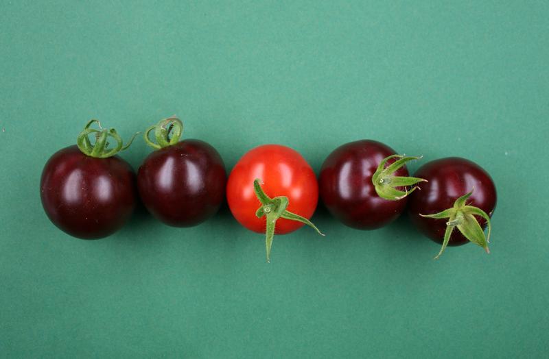 Purple tomatoes compared to unmodified fruit (center). 