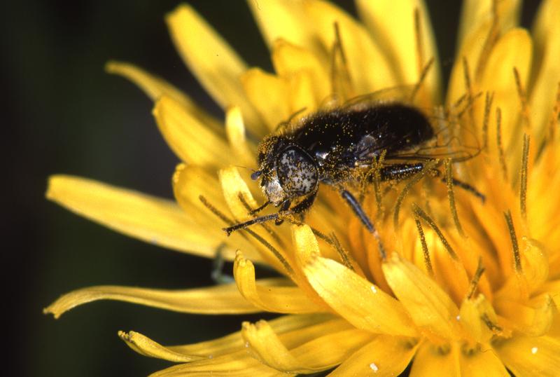 Ein Weibchen von Eristalinus aeneus (Scopoli, 1763) mit Pollen bedeckt. Die Larven dieser Schwebfliege sind Saprophagen in flüssigen und halbflüssigen Medien, die reich an organischem Material sind.