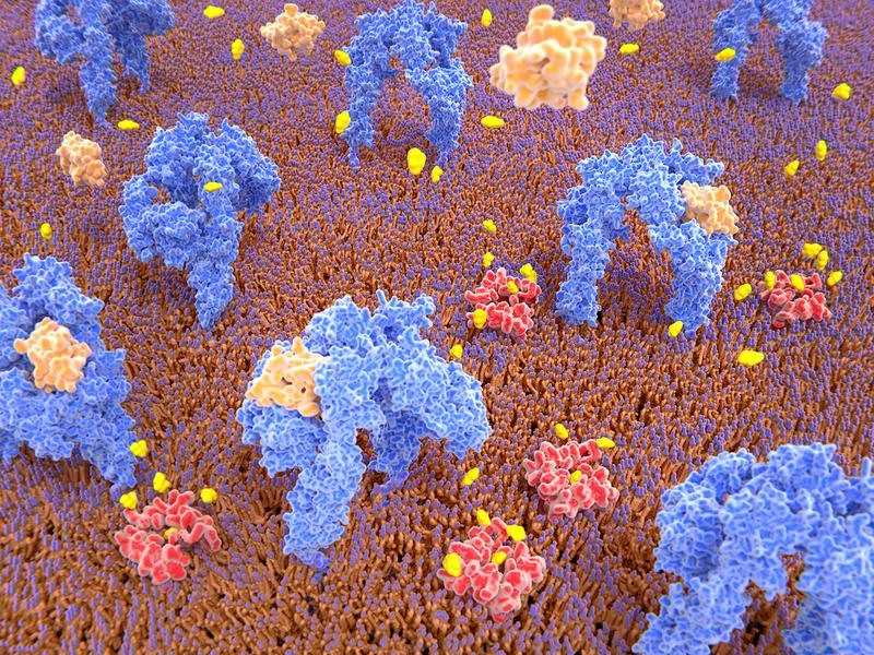 Mithilfe der neuen Methode Mass-Sensitive Particle Tracking (MSPT) können molekulare Masse, Bewegung und die Interaktion von Proteinen auf biologischen Membranen untersucht werden.