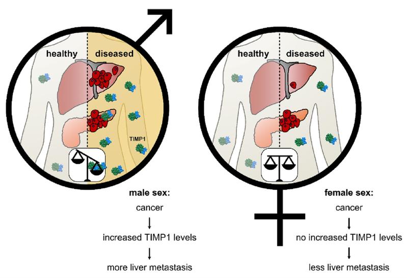 Die schematische Abbildung zeigt den Unterschied der TIMP1-Spiegel zwischen den Geschlechtern und die Folgen beim Krankheitsverlauf.
