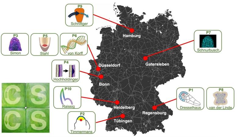  Projektpartner in der Forschungsgruppe „Stammzellsysteme bei Getreide“